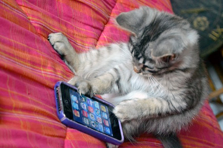 Someone else's cat playing with someone else's iPhone